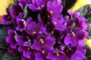 La Violeta y sus propiedades curativas
